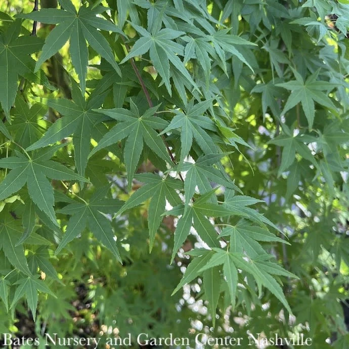 #7 Acer Pal Ryusen/ Weeping Green Japanese Maple 4 #7 Acer Pal Ryusen/ Weeping Green Japanese Maple - Image 2