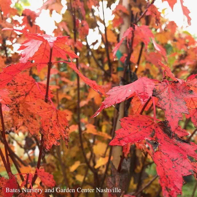 #7 Acer Rub Sun Valley/ Fruitless Red Maple Native (TN) 3 #7 Acer Rub Sun Valley/ Fruitless Red Maple Native (TN)