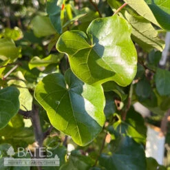 #7 Cercis Can Luscious Lavender/ Purple Redbud Native (TN)