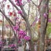 #7 Cercis X Merlot/ Purple Foliage Redbud 2 #7 Cercis X Merlot/ Purple Foliage Redbud -ANZ Trees Shop 7 cercis x merlot purple foliage redbud