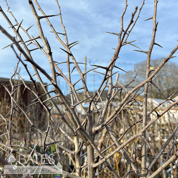 #7 Crataegus Phaenopyrum/ Washington Hawthorn Native (TN) 3 #7 Crataegus Phaenopyrum/ Washington Hawthorn Native (TN)