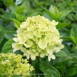 #7 Hydrangea Pan PW Little Lime/ Panicle White -ANZ Trees Shop 7 hydrangea pan pw little lime panicle white 2