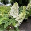 #7 Hydrangea Quer Ruby Slippers/ Dwarf Oakleaf Native (TN) 1 #7 Hydrangea Quer Ruby Slippers/ Dwarf Oakleaf Native (TN) -ANZ Trees Shop 7 hydrangea quer ruby slippers dwarf oakleaf nativ