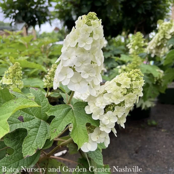 #7 Hydrangea Quer Ruby Slippers/ Dwarf Oakleaf Native (TN) 3 #7 Hydrangea Quer Ruby Slippers/ Dwarf Oakleaf Native (TN)