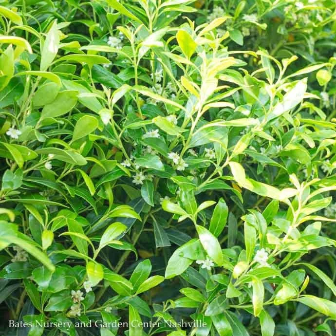 #7 Ilex Glabra Shamrock/ Inkberry Holly (female) Native (TN) 3 #7 Ilex Glabra Shamrock/ Inkberry Holly (female) Native (TN)