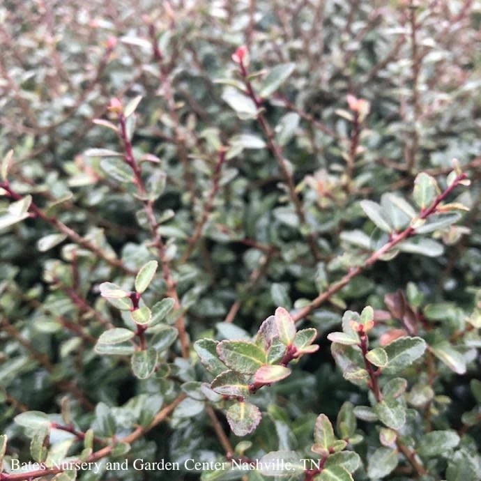 #7 Ilex Vom Schillings Dwarf/ Yaupon Holly (male) Native (TN) 3 #7 Ilex Vom Schillings Dwarf/ Yaupon Holly (male) Native (TN)