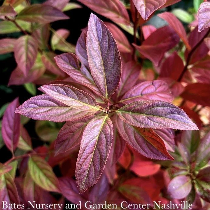 #7 Itea Virginica AB Fountains Of Rouge/ Virginia Sweetspire Native (TN) 4 #7 Itea Virginica AB Fountains Of Rouge/ Virginia Sweetspire Native (TN) - Image 2