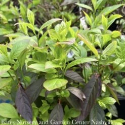 #7 Itea Virginica AB Fountains Of Rouge/ Virginia Sweetspire Native (TN) 7 #7 Itea Virginica AB Fountains Of Rouge/ Virginia Sweetspire Native (TN) -ANZ Trees Shop 7 itea virginica ab fountains of rouge virginia sw 2