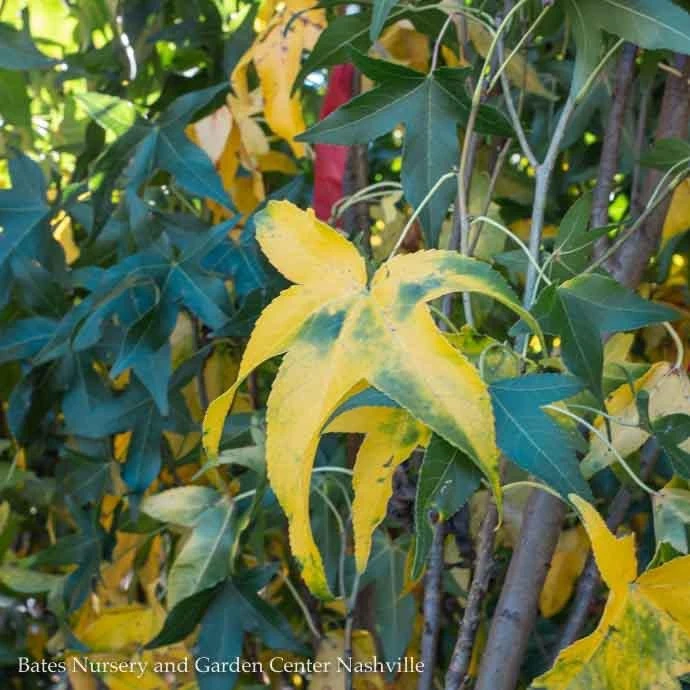 #7 Liquidambar Sty Slender Silhouette/ Columnar Sweetgum Native (TN) 4 #7 Liquidambar Sty Slender Silhouette/ Columnar Sweetgum Native (TN) - Image 2