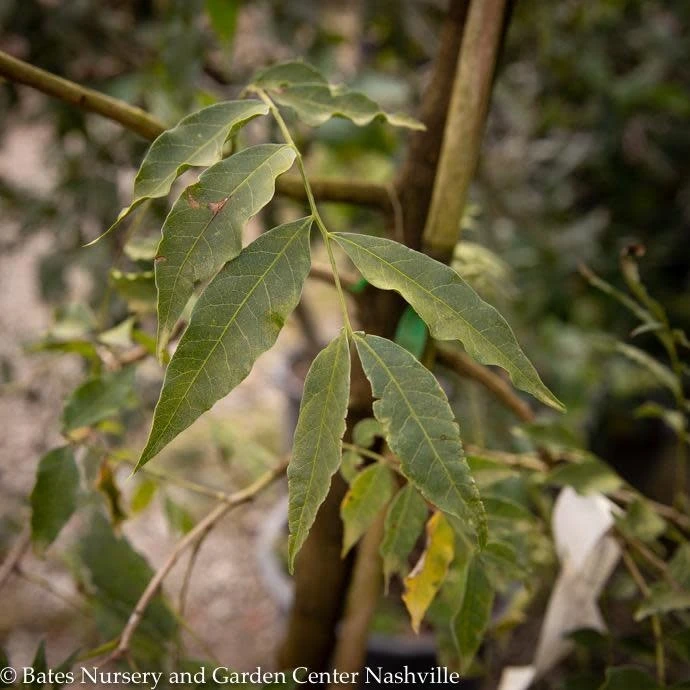 #7 Pistacia Chinensis/ Chinese Pistache 3 #7 Pistacia Chinensis/ Chinese Pistache