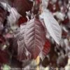 #7 Prunus Cerasifera Thundercloud/ Purple Leaf Plum 2 #7 Prunus Cerasifera Thundercloud/ Purple Leaf Plum -ANZ Trees Shop 7 prunus cerasifera thundercloud purple leaf plum