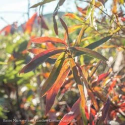 #7 Quercus Phellos/ Willow Oak Native (TN)