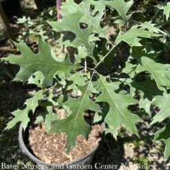 #7 Quercus Rubra/ Northern Red Oak Native (TN)