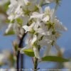 #7 SINGLE Amelanchier Can PW Spring Glory/ Shadblow Serviceberry Tree Form Native (TN) 2 #7 SINGLE Amelanchier Can PW Spring Glory/ Shadblow Serviceberry Tree Form Native (TN) -ANZ Trees Shop 7 single amelanchier can pw spring glory shadblow