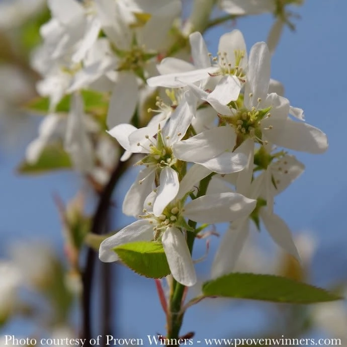 #7 SINGLE Amelanchier Can PW Spring Glory/ Shadblow Serviceberry Tree Form Native (TN) 3 #7 SINGLE Amelanchier Can PW Spring Glory/ Shadblow Serviceberry Tree Form Native (TN)