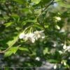 #7 Styrax Japonicus/ Japanese Snowbell 1 #7 Styrax Japonicus/ Japanese Snowbell -ANZ Trees Shop 7 styrax japonicus japanese snowbell