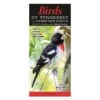 Booklet Birds Of Tennessee Quick Reference Guide -ANZ Trees Shop booklet birds of tennessee quick reference guide