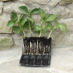 Deep Rootrainers For Seeding 32cells /5" Deep Re-useable 9 Deep Rootrainers For Seeding 32cells /5" Deep Re-useable -ANZ Trees Shop deep rootrainers for seeding 32cells 5 deep re use 3