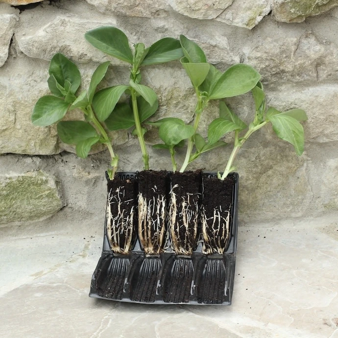 Deep Rootrainers For Seeding 32cells /5" Deep Re-useable 6 Deep Rootrainers For Seeding 32cells /5" Deep Re-useable - Image 4