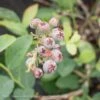 Edible #1 Vaccinium Ashei Premier/ Rabbiteye Blueberry Native (TN) -ANZ Trees Shop edible 1 vaccinium ashei premier rabbiteye blueber
