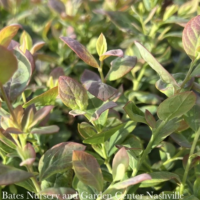 Edible #2 Vaccinium Cory Bountiful Blue/ Northern Highbush Blueberry Native (TN) 3 Edible #2 Vaccinium Cory Bountiful Blue/ Northern Highbush Blueberry Native (TN)