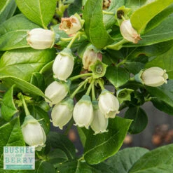 Edible #2 Vaccinium X Bushel And Berry 'Jelly Bean'/ Dwarf Highbush Blueberry -ANZ Trees Shop edible 2 vaccinium x bushel and berry jelly bean d 2