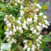 Edible #2 Vaccinium X Bushel And Berry 'Perpetua'/ Hybrid Blueberry 1 Edible #2 Vaccinium X Bushel And Berry 'Perpetua'/ Hybrid Blueberry -ANZ Trees Shop edible 2 vaccinium x bushel and berry perpetua hyb