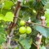 Edible #2 Vitis Rotund Cowart/ Black Muscadine Grape Native (TN)