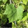 Edible #2 Vitis Rotund Jumbo/ Black Muscadine Grape Native (TN) -ANZ Trees Shop edible 2 vitis rotund jumbo black muscadine grape