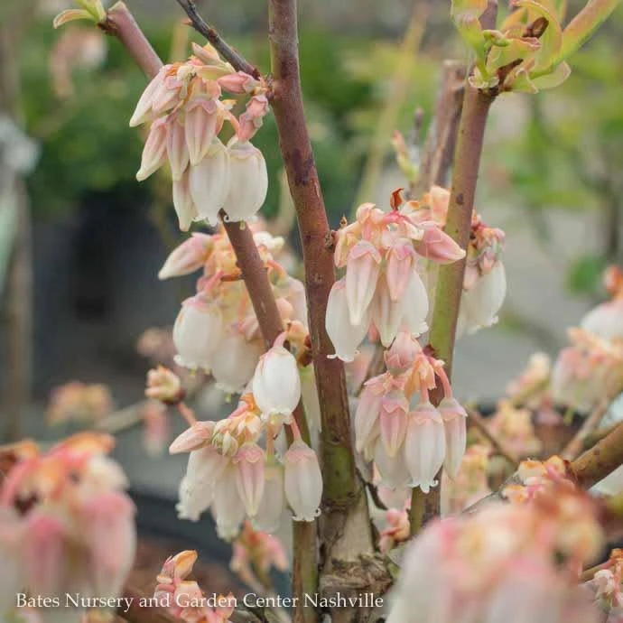 Edible #3 Vaccinium Ashei Woodard/ Rabbiteye Blueberry Native (TN) 3 Edible #3 Vaccinium Ashei Woodard/ Rabbiteye Blueberry Native (TN)