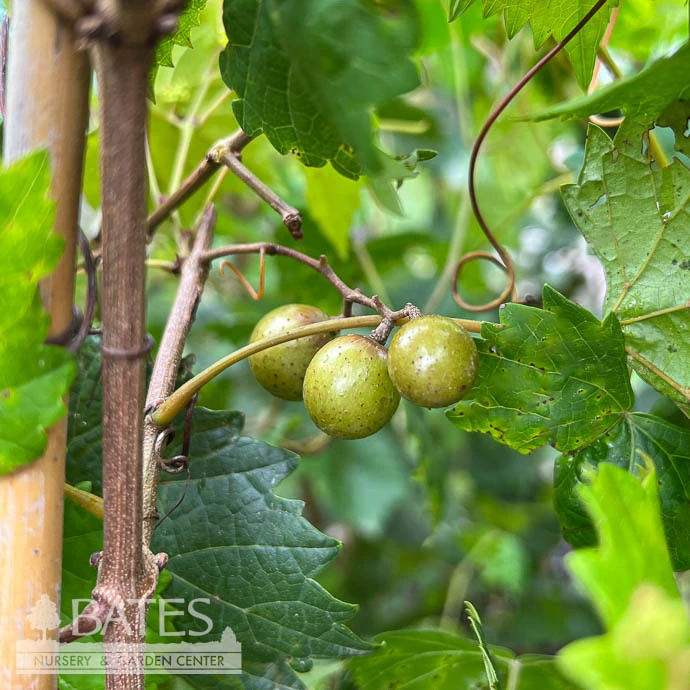 Edible #3 Vitis Rotund Cowart/ Black Muscadine Grape Native (TN) 4 Edible #3 Vitis Rotund Cowart/ Black Muscadine Grape Native (TN) - Image 2