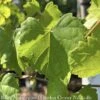 Edible #3 Vitis Rotund Cowart/ Black Muscadine Grape Native (TN) 1 Edible #3 Vitis Rotund Cowart/ Black Muscadine Grape Native (TN) -ANZ Trees Shop edible 3 vitis rotund cowart black muscadine grape