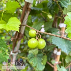 Edible #3 Vitis Rotund Cowart/ Black Muscadine Grape Native (TN) 7 Edible #3 Vitis Rotund Cowart/ Black Muscadine Grape Native (TN) -ANZ Trees Shop edible 3 vitis rotund cowart black muscadine grape 2