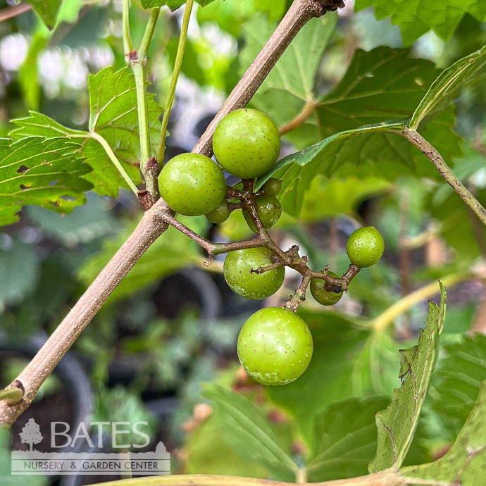 Edible #3 Vitis Rotund Southland/ Black Muscadine Grape Native (TN) 4 Edible #3 Vitis Rotund Southland/ Black Muscadine Grape Native (TN) - Image 2
