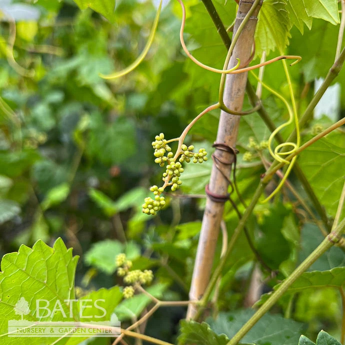 Edible #3 Vitis Rotund Southland/ Black Muscadine Grape Native (TN) 5 Edible #3 Vitis Rotund Southland/ Black Muscadine Grape Native (TN) - Image 3