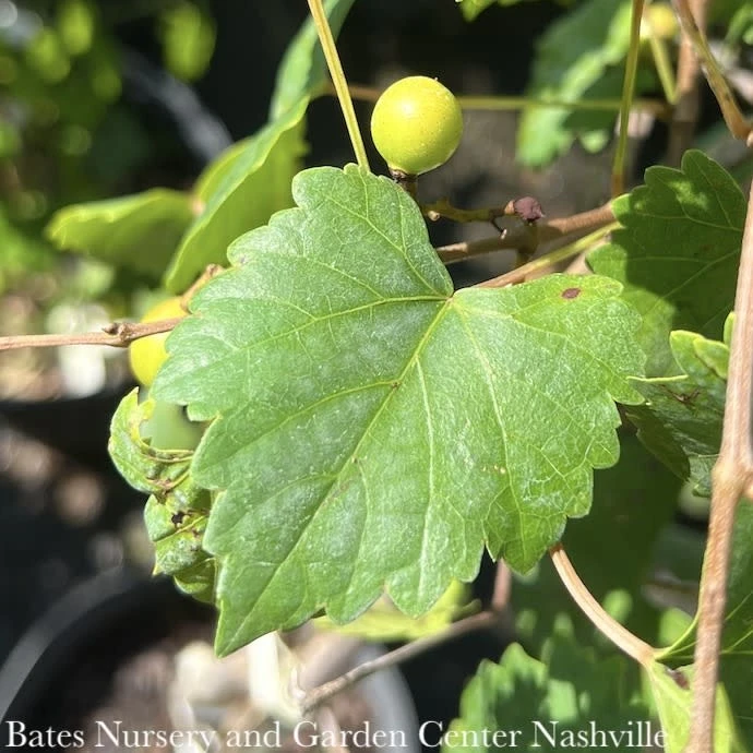 Edible #3 Vitis Rotund Southland/ Black Muscadine Grape Native (TN) 3 Edible #3 Vitis Rotund Southland/ Black Muscadine Grape Native (TN)