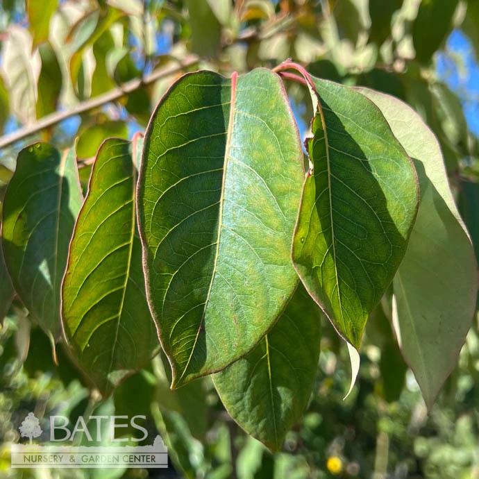 Edible #7 Diospyros Virginiana/ Common Persimmon Native (TN) 4 Edible #7 Diospyros Virginiana/ Common Persimmon Native (TN) - Image 2