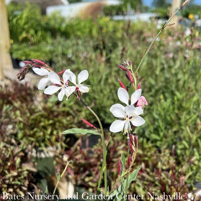 QP Gaura Lin Siskiyou Pink 3 QP Gaura Lin Siskiyou Pink