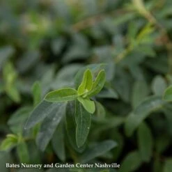 QP Hypericum Calycinum/ St. John's Wort -ANZ Trees Shop qp hypericum calycinum st johns wort 1
