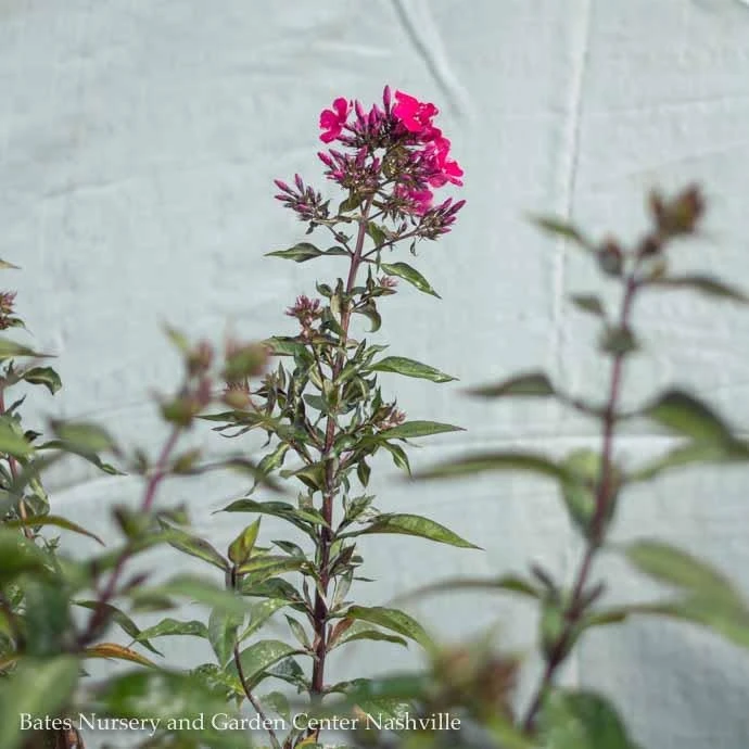 QP Phlox Pan Starfire/Upright Garden Native (TN) 3 QP Phlox Pan Starfire/Upright Garden Native (TN)