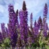 QP Salvia X Sylvestris May Night/ Purple Meadow Sage -ANZ Trees Shop qp salvia x sylvestris may night purple meadow sag