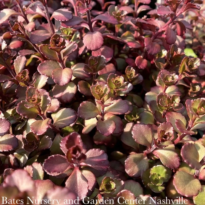 QP Sedum Spurium Bronze Carpet/ Stonecrop 3 QP Sedum Spurium Bronze Carpet/ Stonecrop