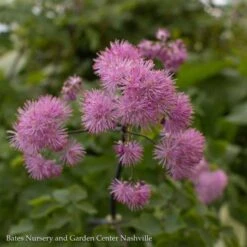 QP Thalictrum Aquilegiifolium Black Stockings/ Meadow Rue 5 QP Thalictrum Aquilegiifolium Black Stockings/ Meadow Rue -ANZ Trees Shop qp thalictrum aquilegiifolium black stockings mead 1