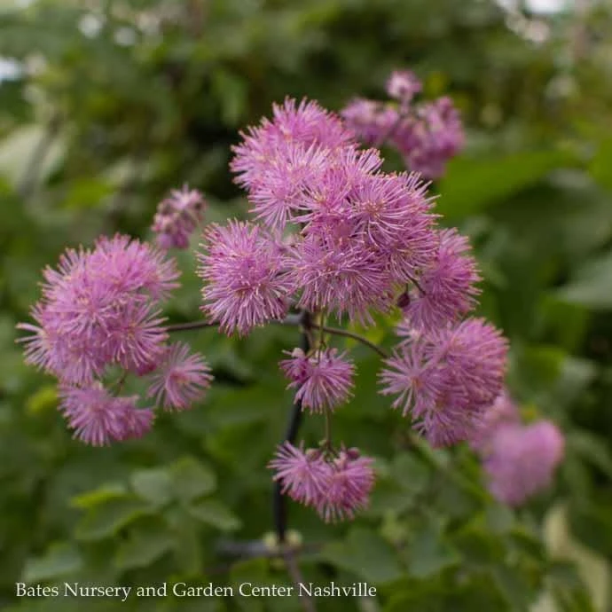 QP Thalictrum Aquilegiifolium Black Stockings/ Meadow Rue 4 QP Thalictrum Aquilegiifolium Black Stockings/ Meadow Rue - Image 2