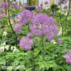 QP Thalictrum Aquilegiifolium Black Stockings/ Meadow Rue 2 QP Thalictrum Aquilegiifolium Black Stockings/ Meadow Rue -ANZ Trees Shop qp thalictrum aquilegiifolium black stockings mead