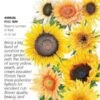 Seed Sunflower Florist's Bouquet - Helianthus Annuus (hybrid) - Lrg Pkt 1 Seed Sunflower Florist's Bouquet - Helianthus Annuus (hybrid) - Lrg Pkt -ANZ Trees Shop seed sunflower florists bouquet helianthus annuus