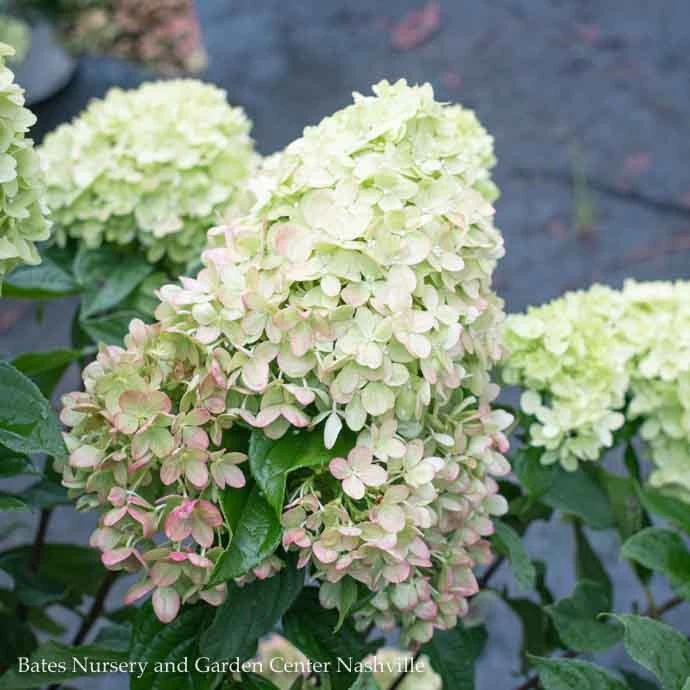 Topiary #10 PT Hydrangea Pan PW Little Lime/ Panicle White Patio Tree 3 Topiary #10 PT Hydrangea Pan PW Little Lime/ Panicle White Patio Tree
