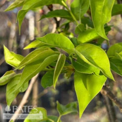 Topiary #15PT Syringa Ivory Silk/ Lilac Patio Tree