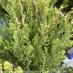Topiary #2 PDL Juniperus Chin Mint Julep/ Chinese Juniper Poodle