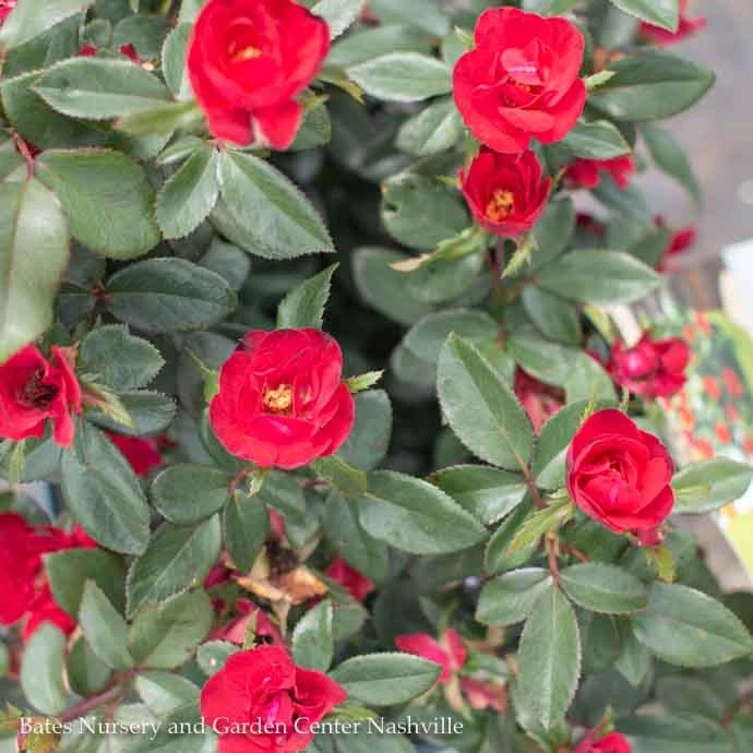 Topiary #2 PT Rosa Petite Knock Out/ Red Miniature Shrub Rose Patio Tree - No Warranty 4 Topiary #2 PT Rosa Petite Knock Out/ Red Miniature Shrub Rose Patio Tree - No Warranty - Image 2